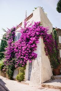 A wall of bougainvillea in Grimaud, a five star flower village.